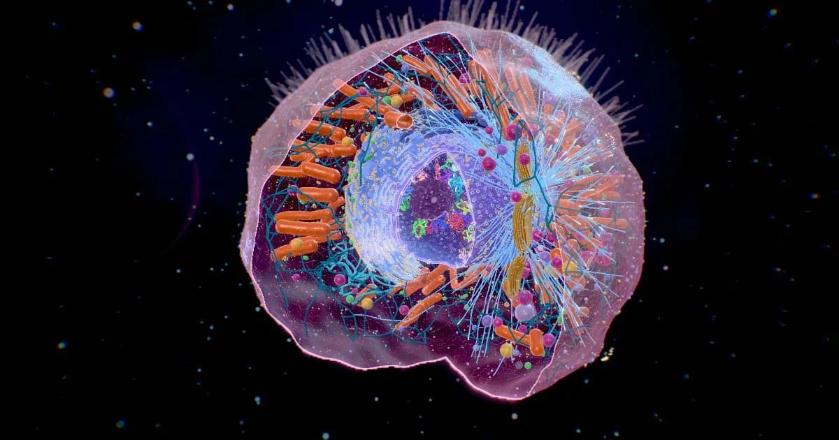 Cellula Humana