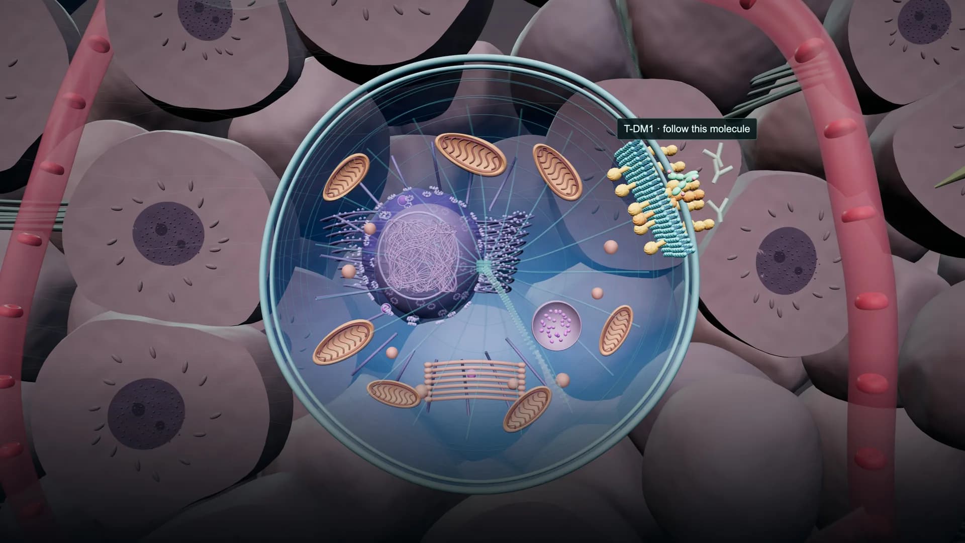 Cellular Stories: T-DM1